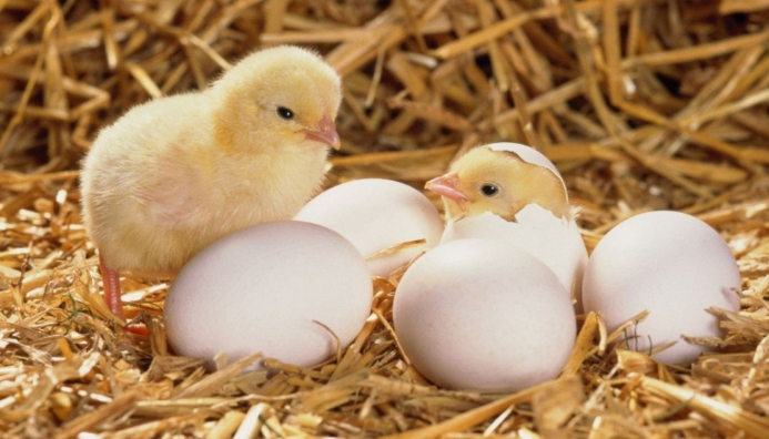 Curso De Producción De Huevos E Incubación De Pollitos Bebé